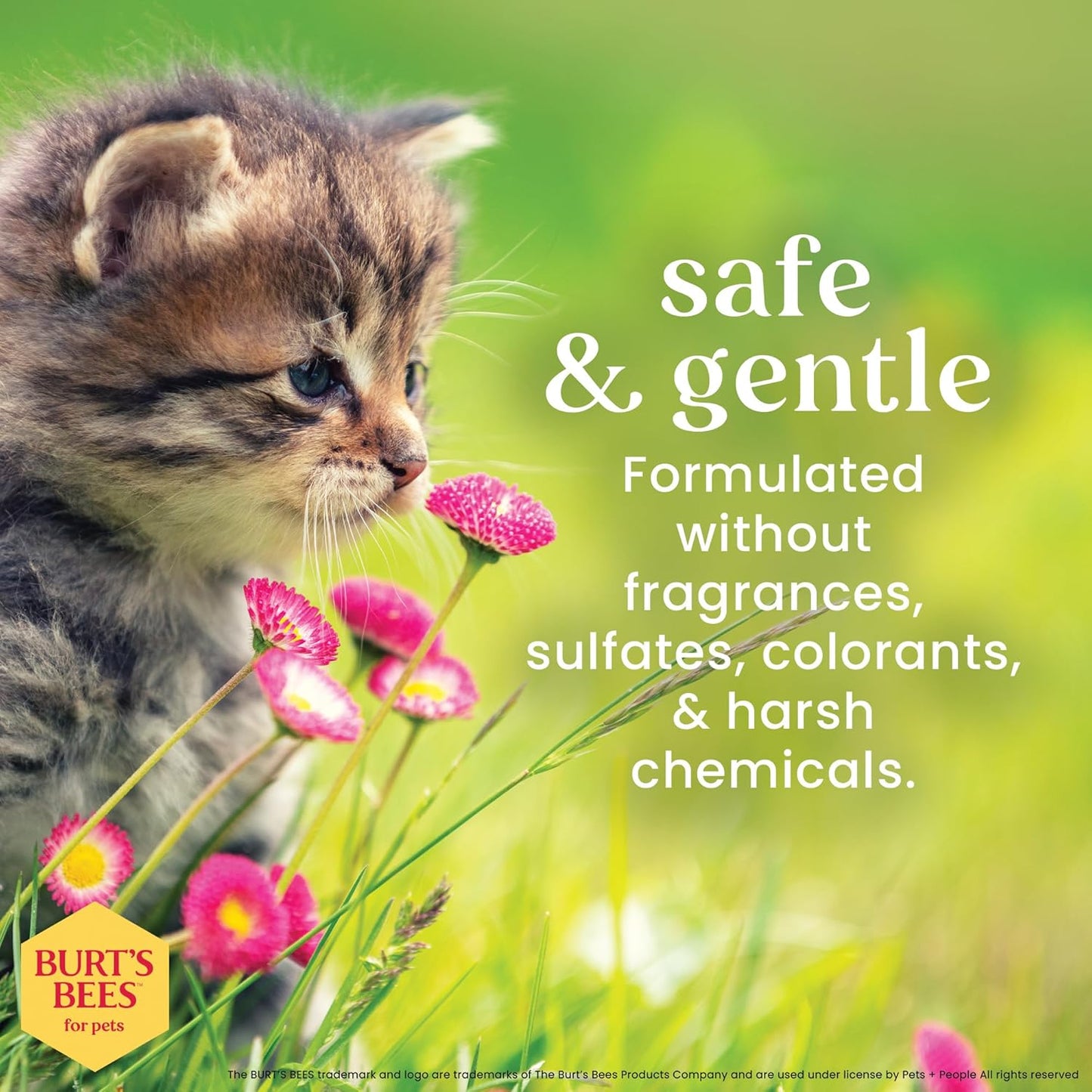 Burts Bees for Pets Tearless Kitten Shampoo with Buttermilk, 10 Fl Oz | 99% Natural Origin Formula for Sensitive, Itchy Skin, Ph-Balanced and Fragrance-Free for Kittens
