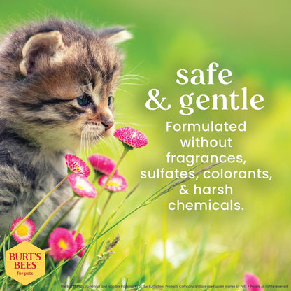 Burts Bees for Pets Tearless Kitten Shampoo with Buttermilk, 10 Fl Oz | 99% Natural Origin Formula for Sensitive, Itchy Skin, Ph-Balanced and Fragrance-Free for Kittens