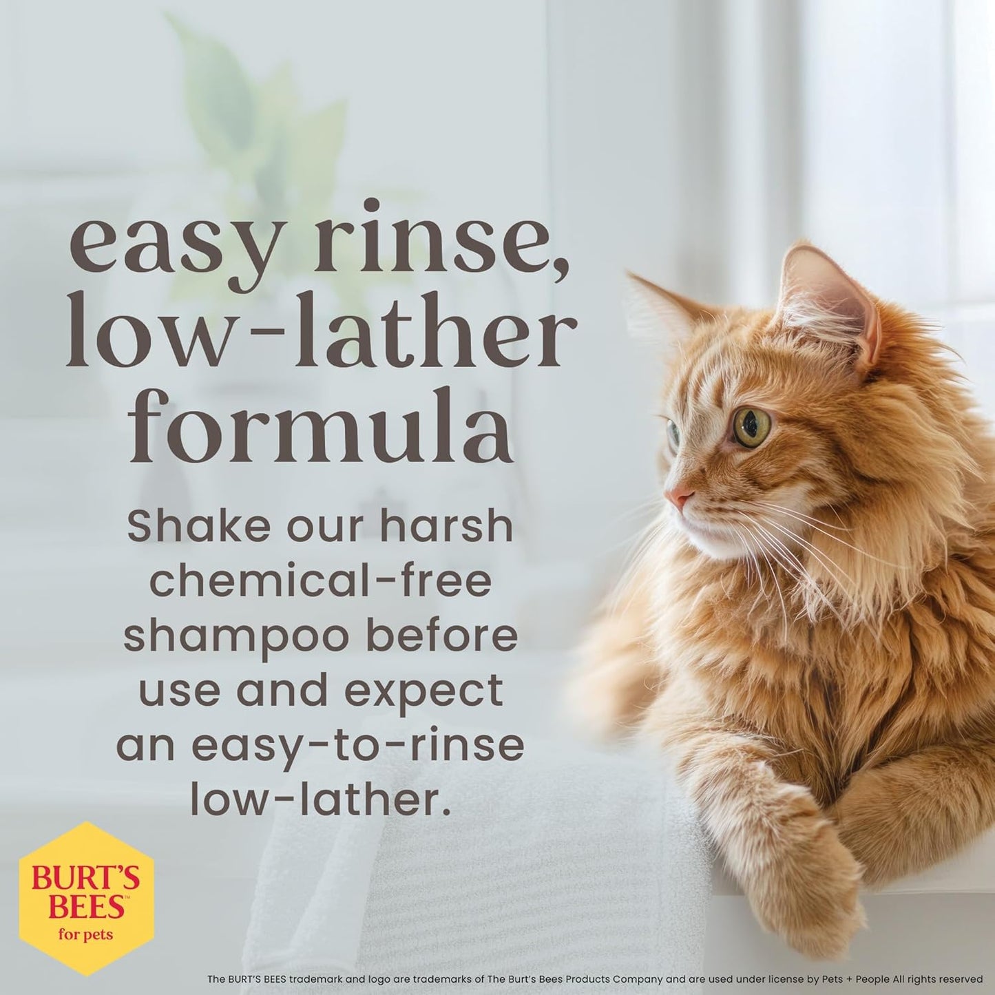 Burts Bees for Pets Tearless Kitten Shampoo with Buttermilk, 10 Fl Oz | 99% Natural Origin Formula for Sensitive, Itchy Skin, Ph-Balanced and Fragrance-Free for Kittens