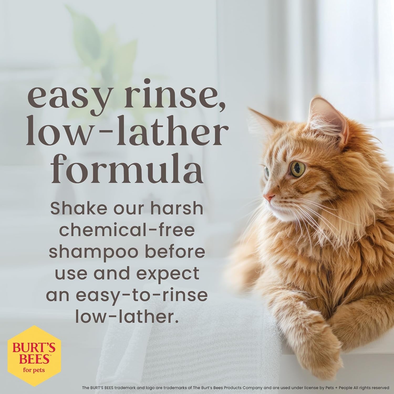 Burts Bees for Pets Tearless Kitten Shampoo with Buttermilk, 10 Fl Oz | 99% Natural Origin Formula for Sensitive, Itchy Skin, Ph-Balanced and Fragrance-Free for Kittens